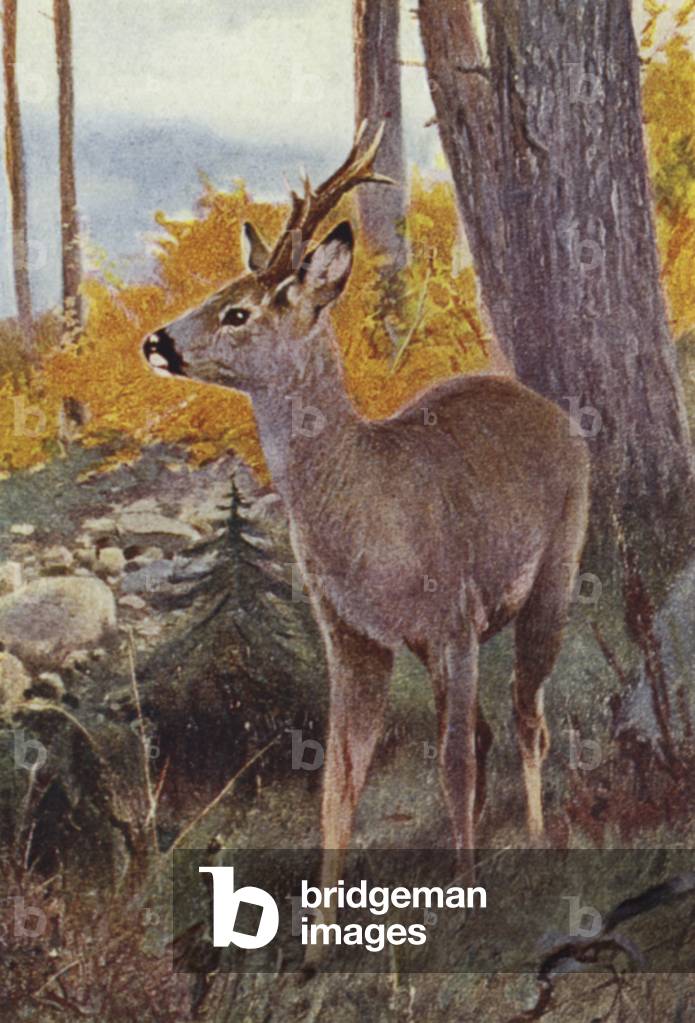 Roe Buck, Capreolus capraea (coloured photo)