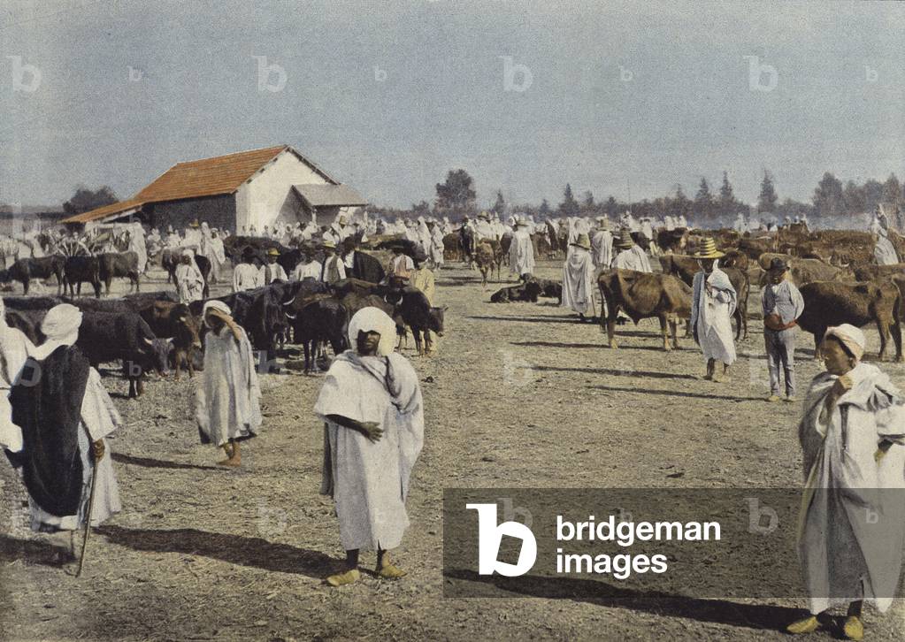 Foire Du Betail A Sidi-Bel-Abbes (colour photo)