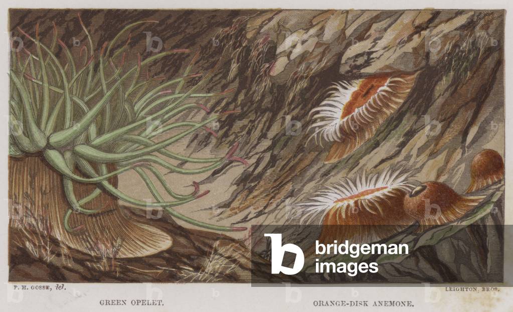 Green Opelet, Orange-Disk Anemone (colour litho)