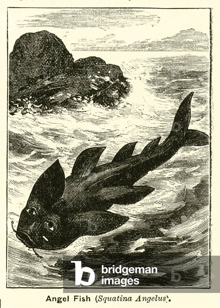 Angel fish (engraving)