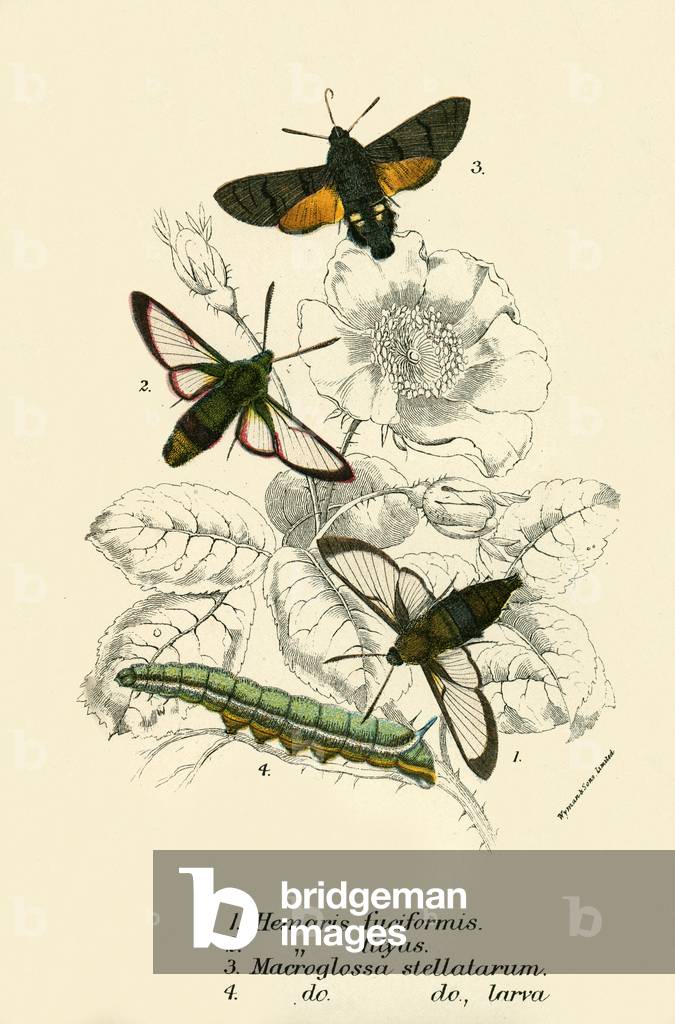 Butterflies