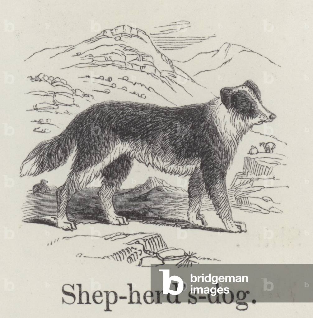 Shepherd's dog (engraving)