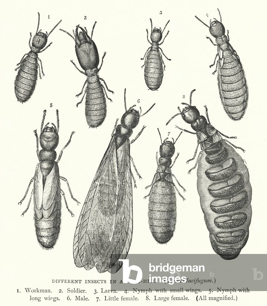 Different Insects in an Ant-Hill, Termes lucifugum (engraving)