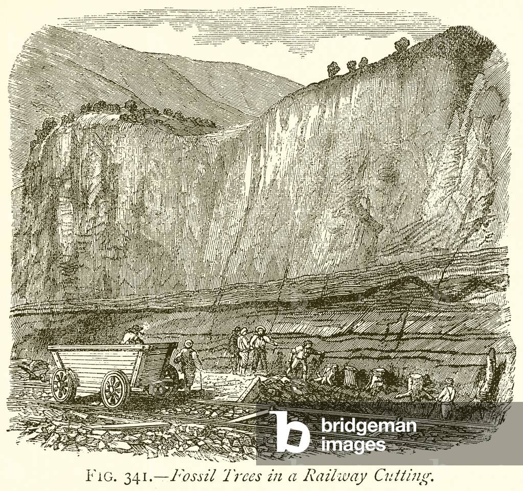 Fossil Trees in a Railway Cutting (engraving)