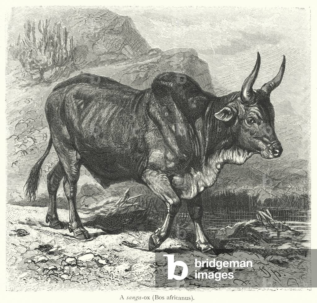 A sanga-ox, Bos africanus (engraving)