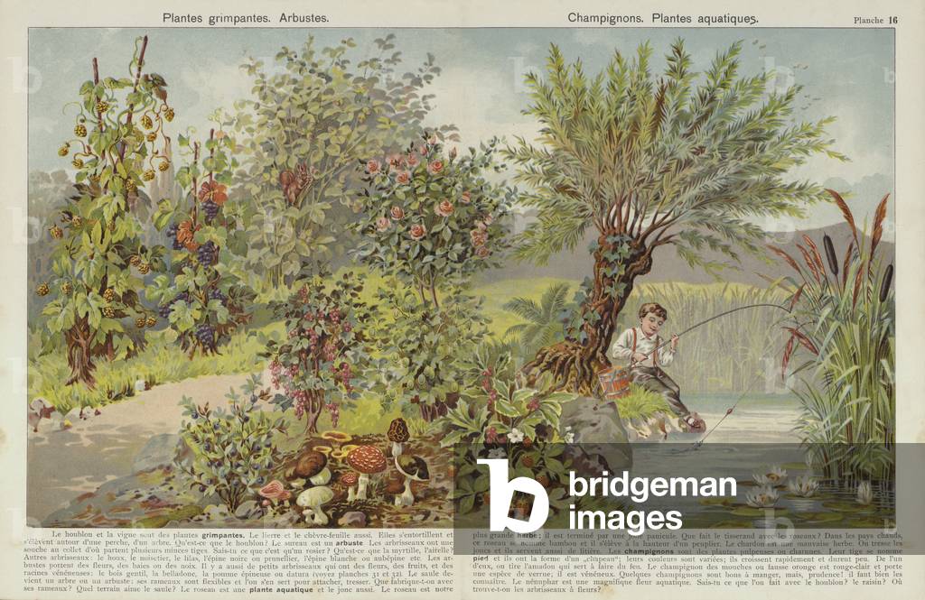 Climbing plants, shrubs, mushrooms and aquatic plants (chromolitho)