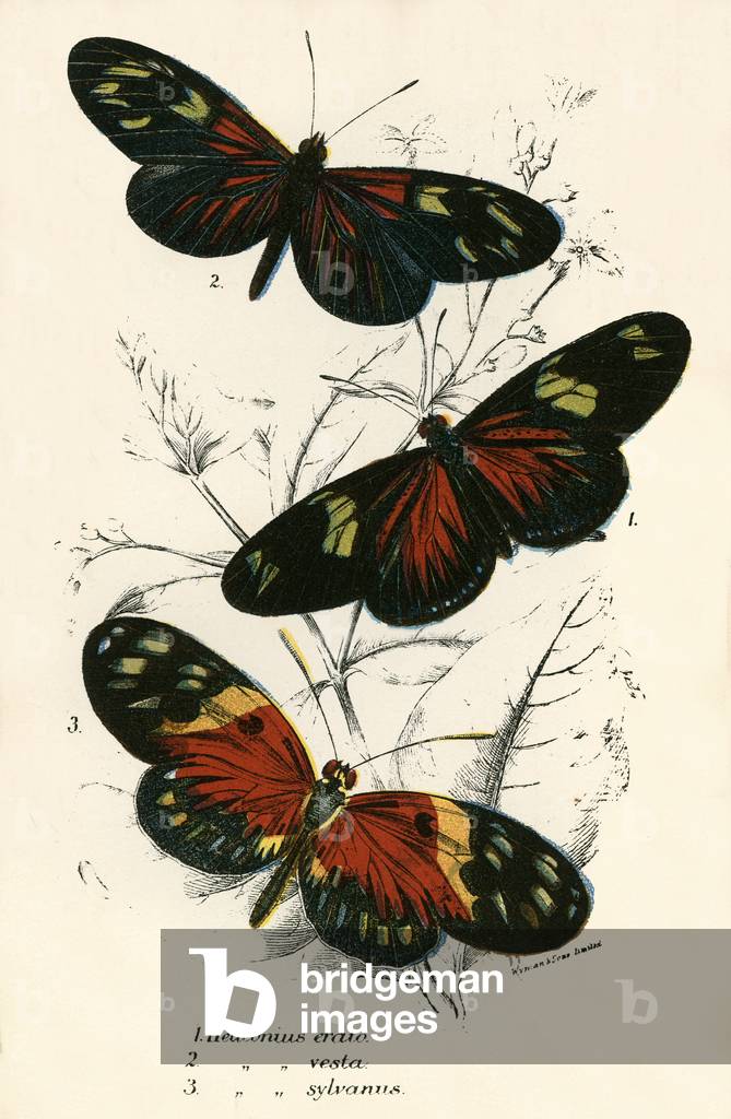 Butterflies