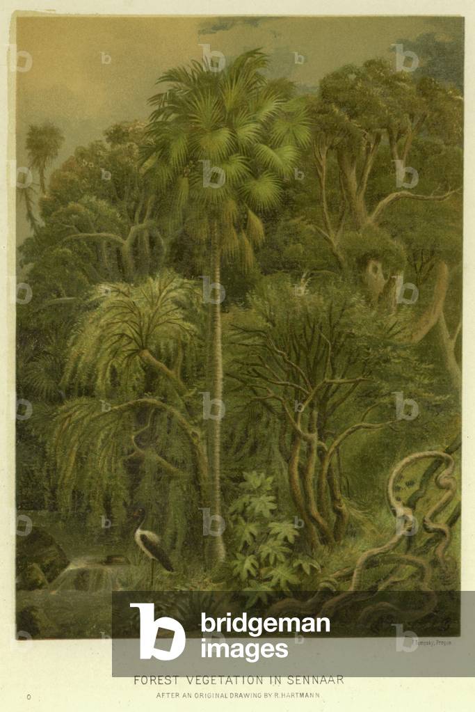 Forest Vegetation in Sennaar (chromolitho)