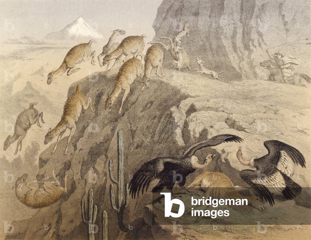The Andes mountains in Peru, hunting the llama, the condor (chromolitho)