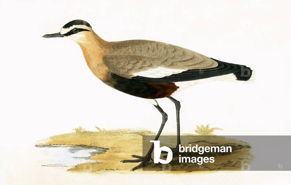 Social Plover 19th by English Artist