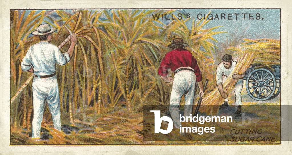 Australia, Cutting Sugar Cane, Queensland (chromolitho)