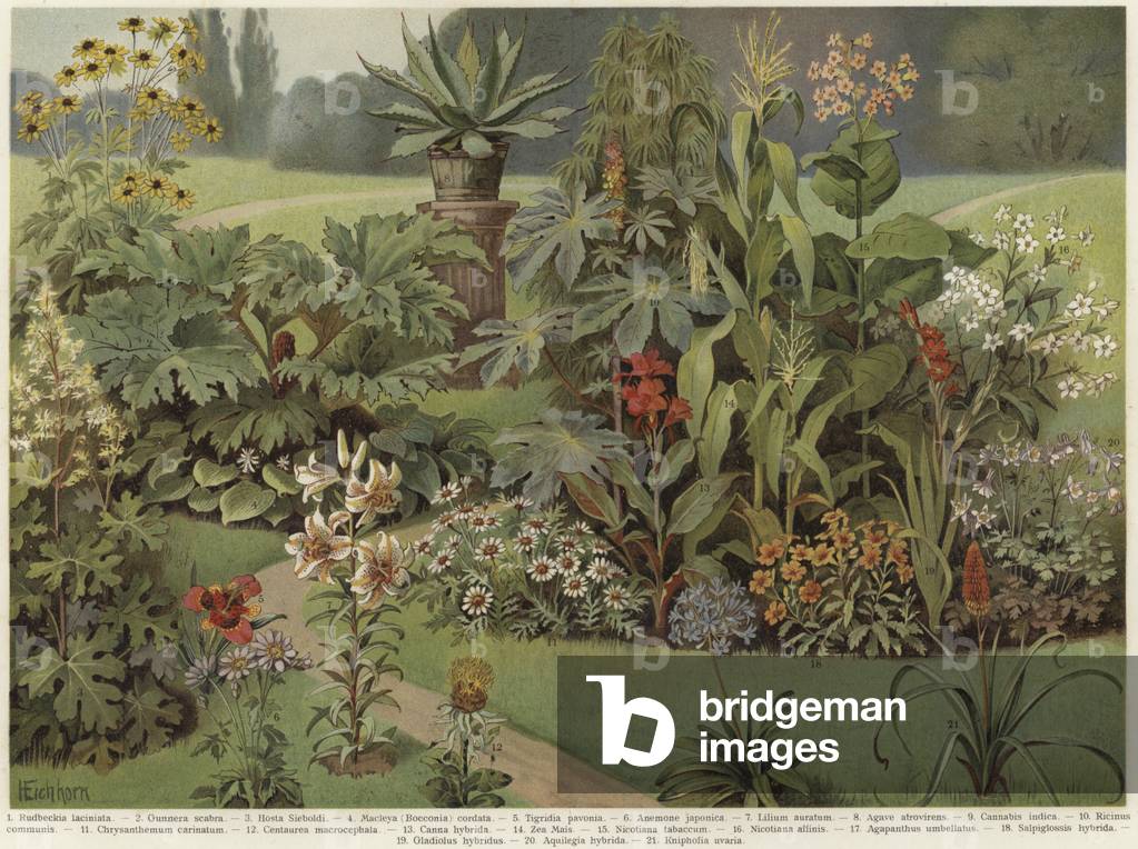 Ornamental plants (colour litho)