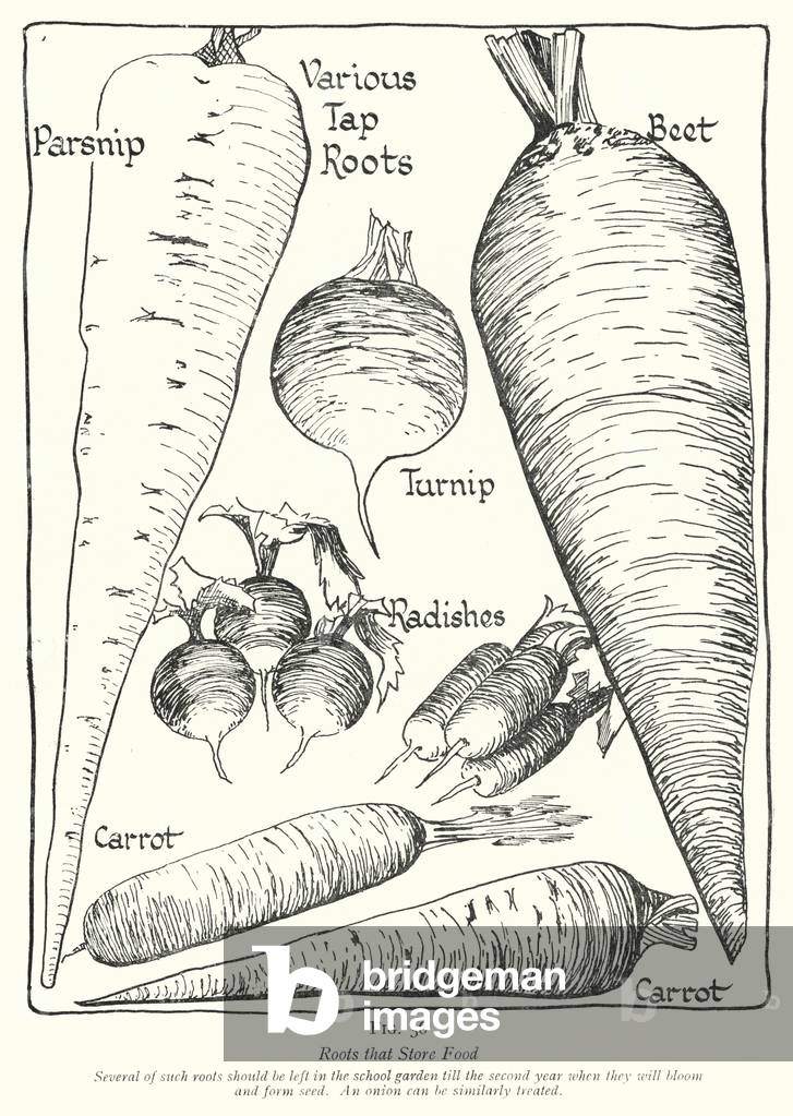 Roots that Store Food (litho)