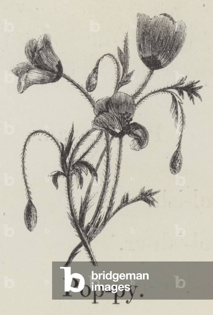 Poppy (engraving)