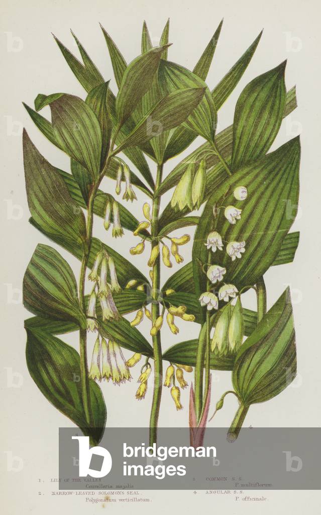 Flowering Plants of Great Britain: Lily of the Valley, Narrow-Leaved Solomon's Seal, Common Solomon's Seal, Angular Solomon's Seal (colour litho)