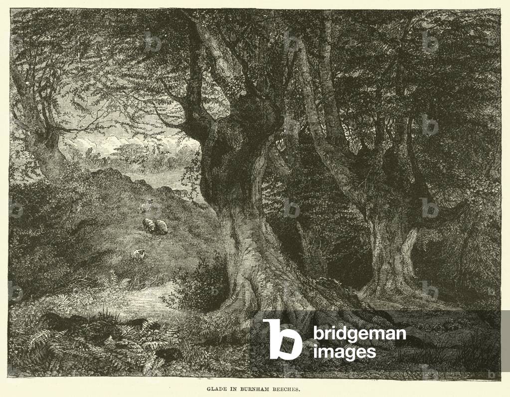 Glade in Burnham Beeches (engraving)