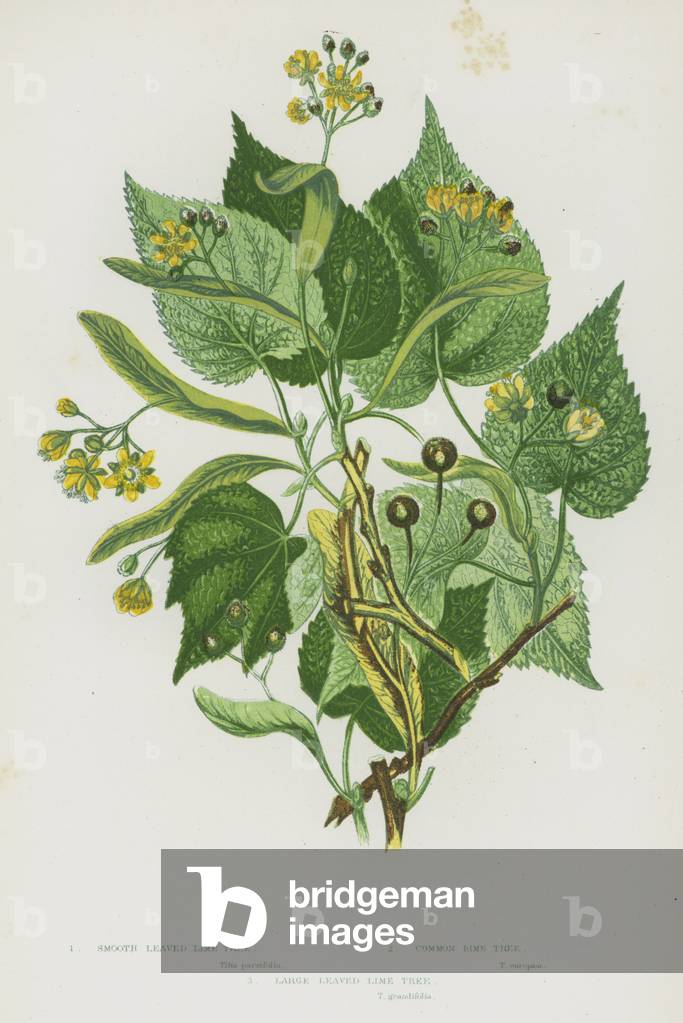 Flowering Plants of Great Britain: Smooth Leaved Lime Tree, Common Lime Tree, Large Leaved Lime Tree (colour litho)