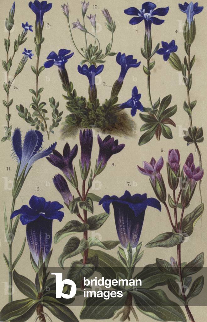 Alpine flora (chromolitho)