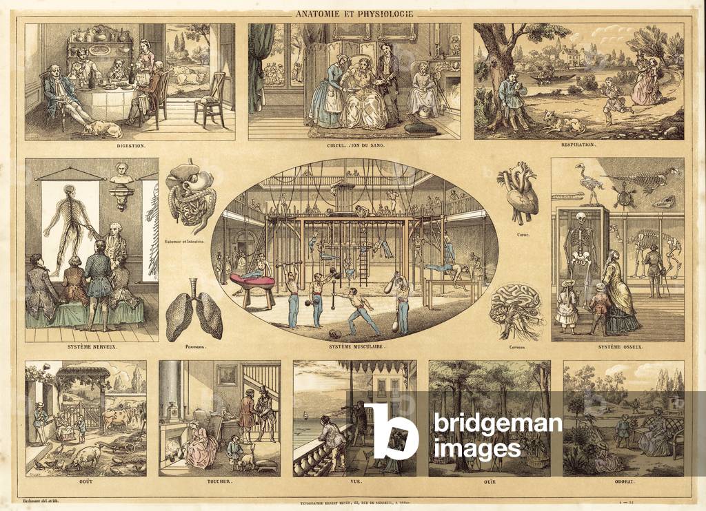 Anatomy and Physiology (colour litho)