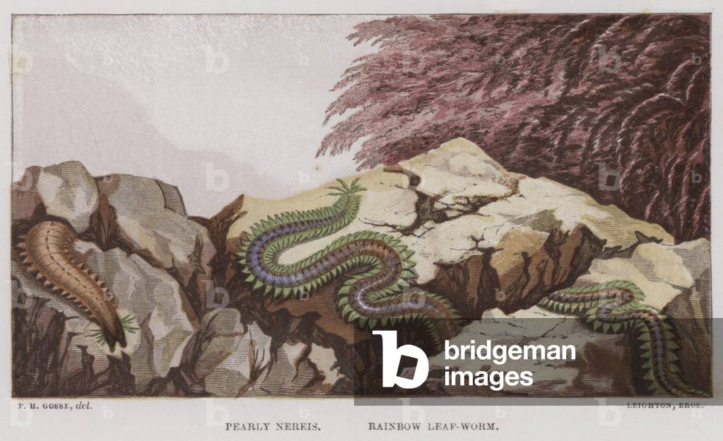 Pearly Nereis, Rainbow Leaf-Worm (colour litho)
