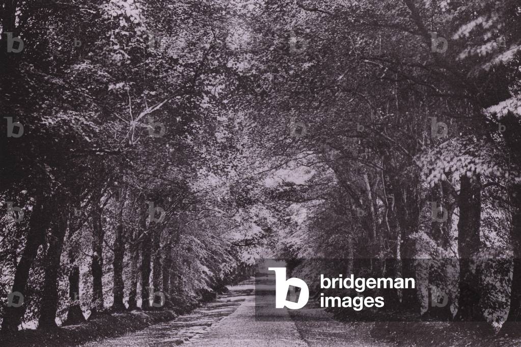 The Lime Tree Avenue, Mount Stuart (b/w photo)