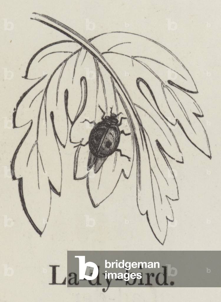 Ladybird (engraving)