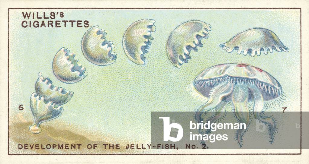 Development of the Jelly-Fish, 2, a remarkable family history (chromolitho)