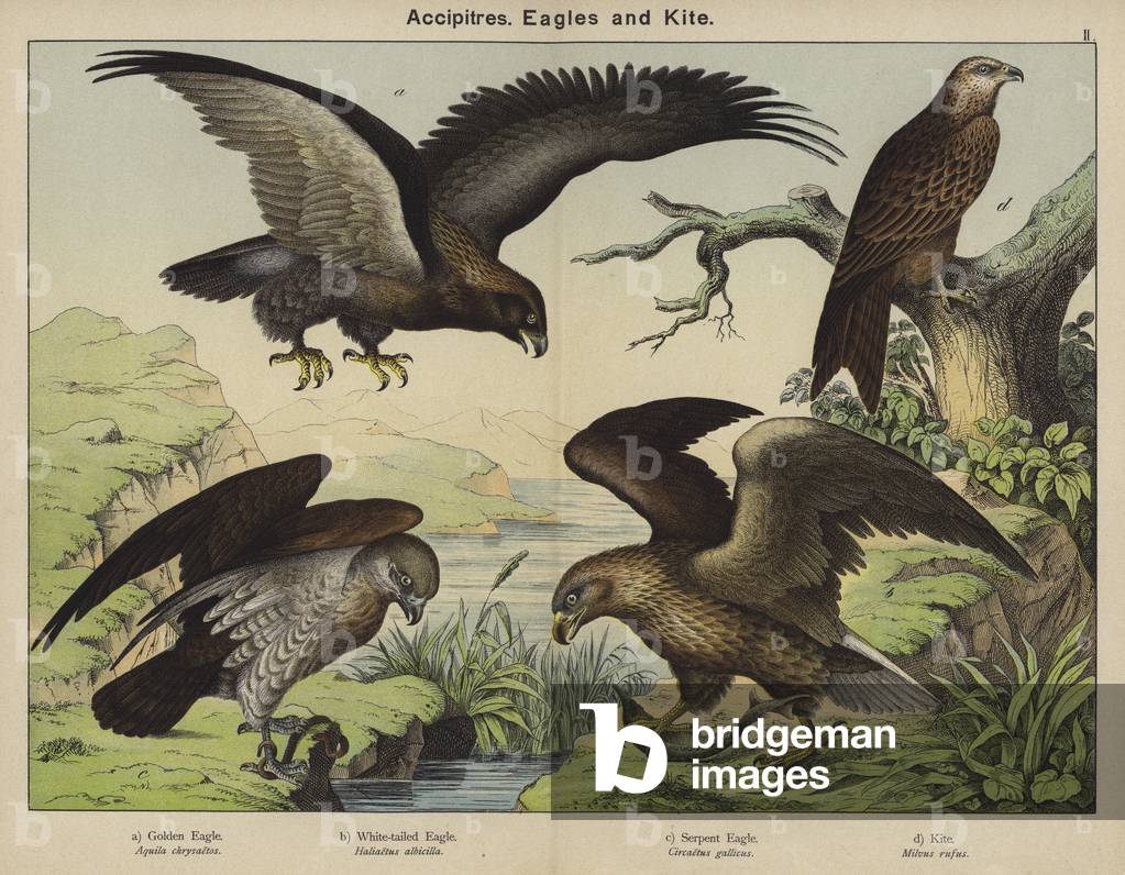Accipitres, Eagles and Kite (colour litho)