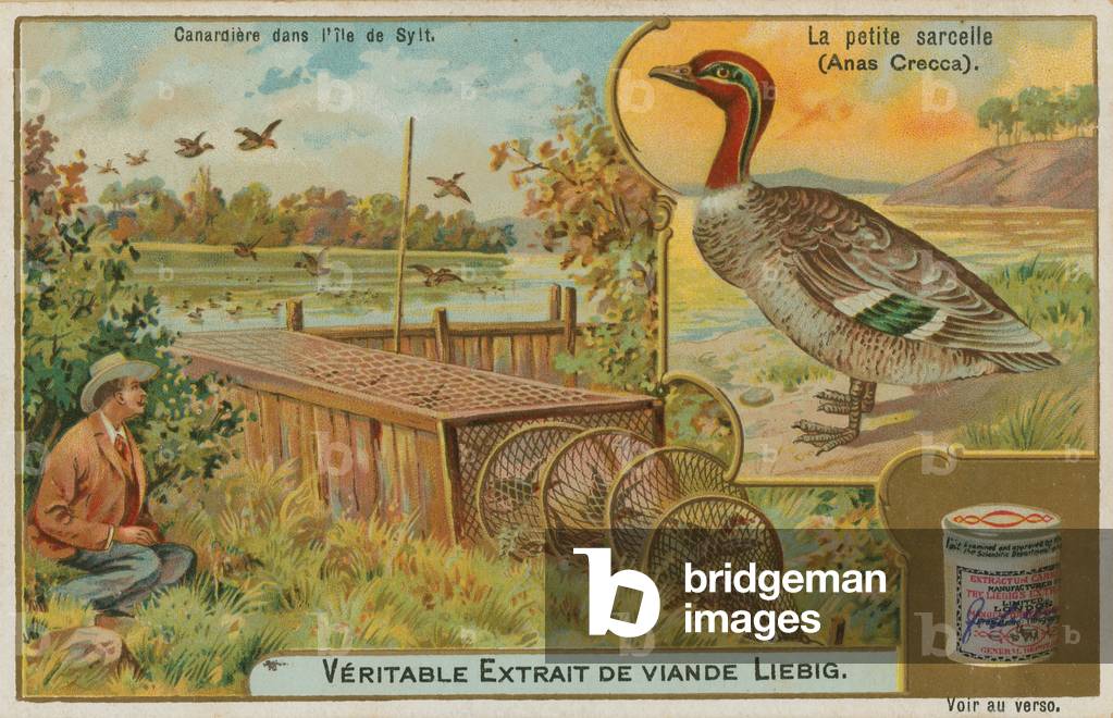 Common Teal; catching ducks (chromolitho)