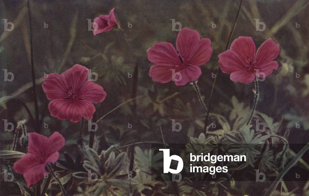 Blood-Red Crane's-Bill (photo)