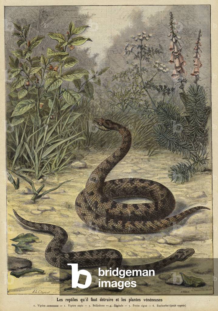 Poisonous snakes and plants (colour litho)