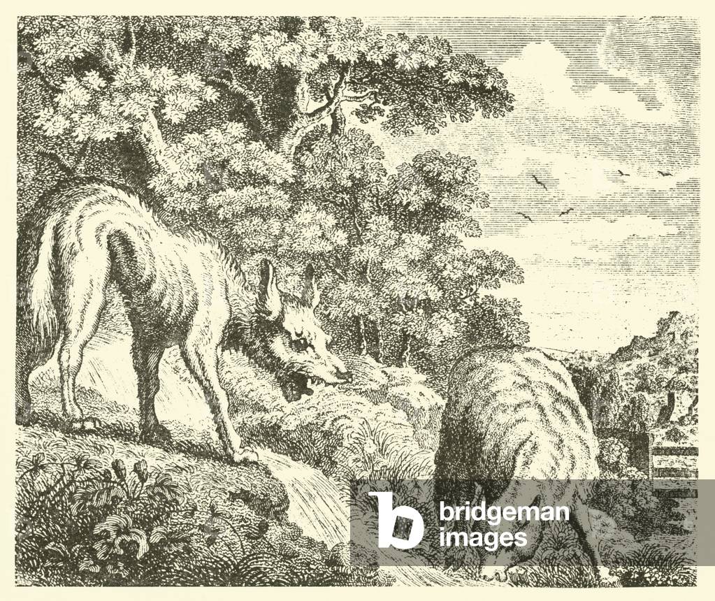 The wolf and the lamb (engraving)