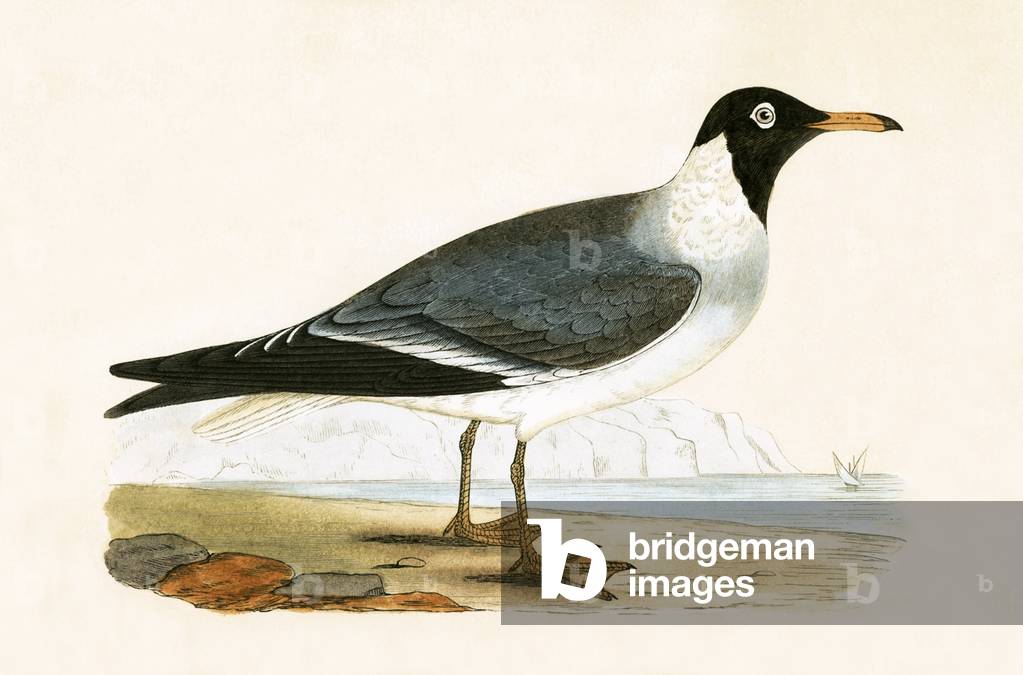 White Eyed Gull, illustration from 'A History of the Birds of Europe Not Observed in the British Isles' by Charles Robert Bree (1811-86), published 1867 (colour litho)