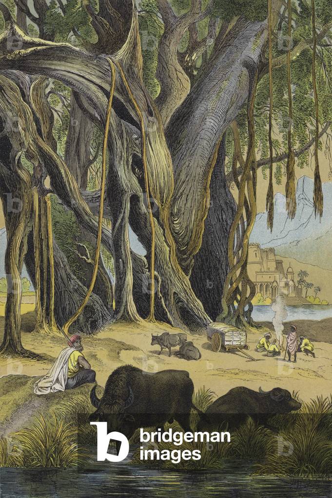 Animals and plants of India (colour litho)