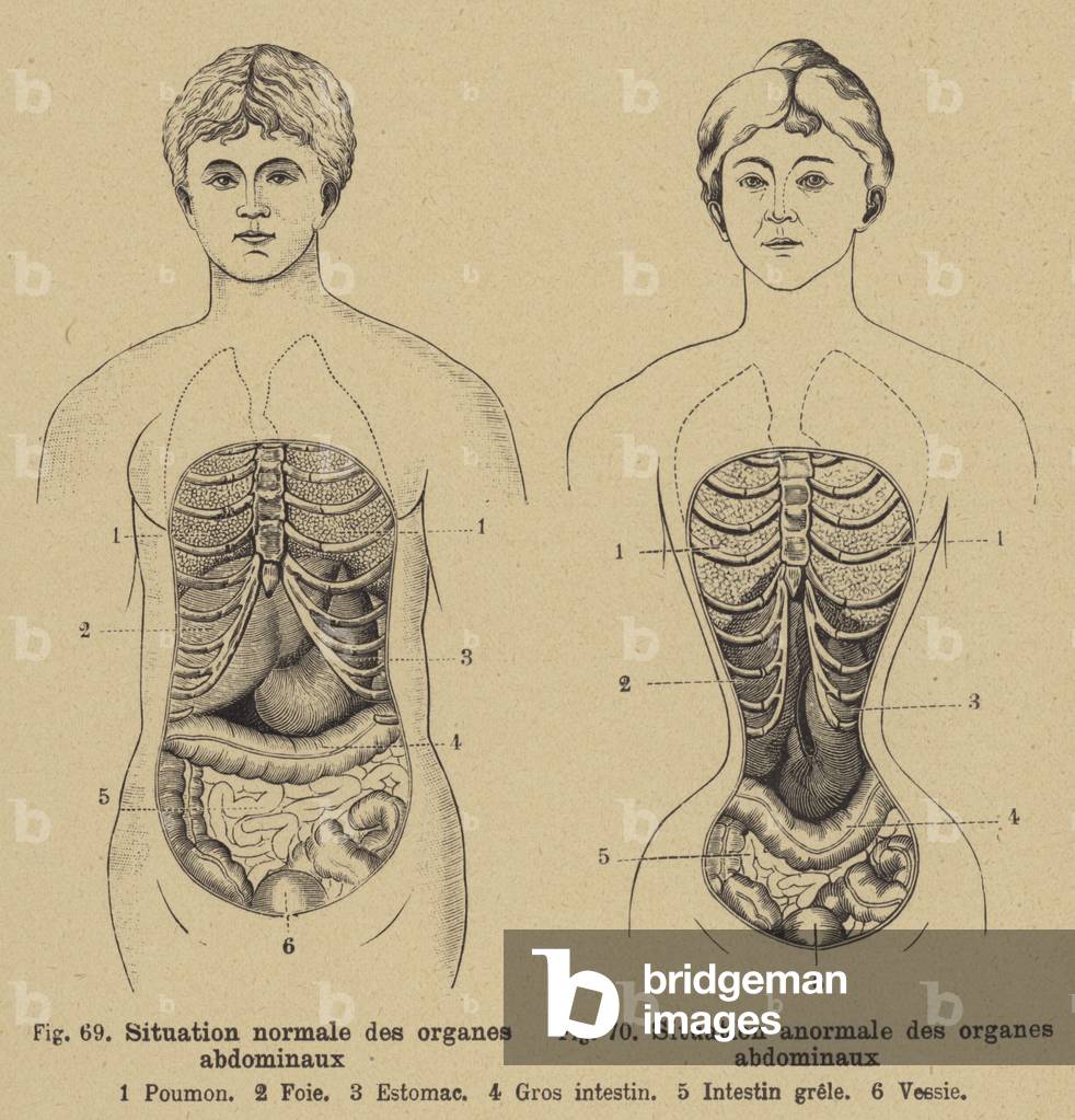 Normal situation of the internal organs of the abdomen in men and women (engraving)
