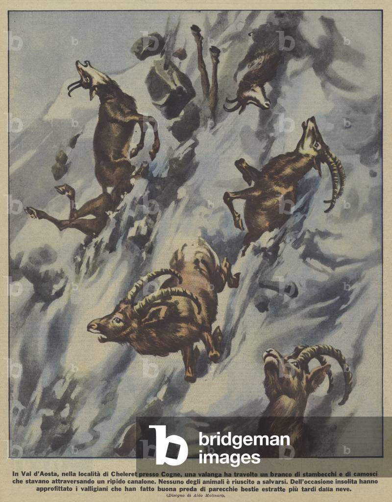A herd of ibex and chamois swept away by an avalanche in the Val d'Aosta in the Italian Alps (colour litho)