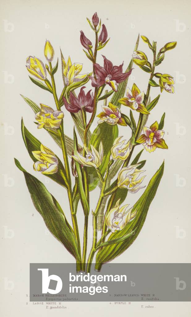 Flowering Plants of Great Britain: Marsh Helleborine, Large White Helleborine, Narrow-Leaved White Helleborine, Purple Helleborine (colour litho)