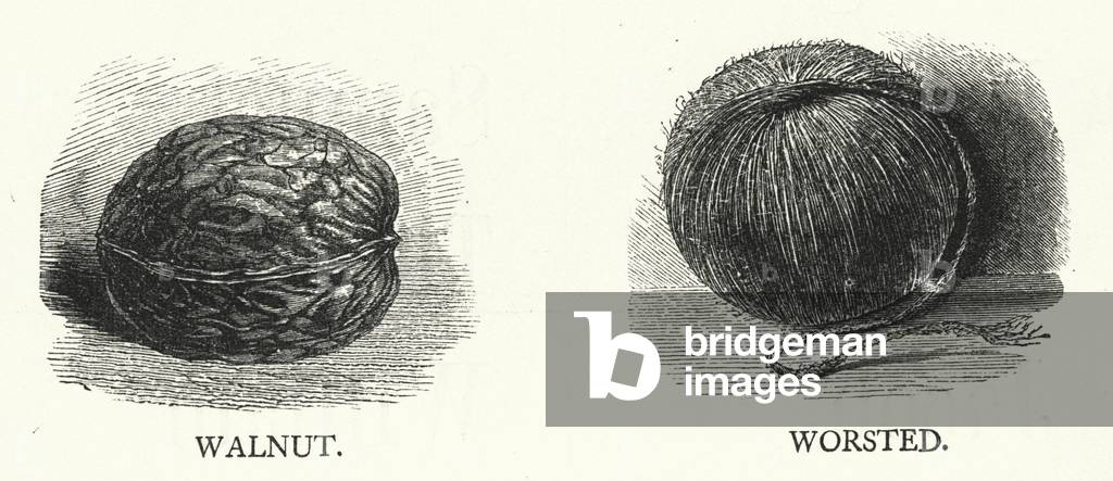 Walnut, Worsted (engraving)
