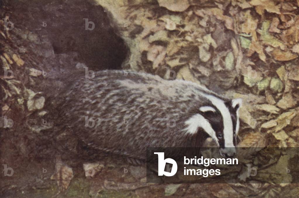 Badger, Meles taxus (coloured photo)