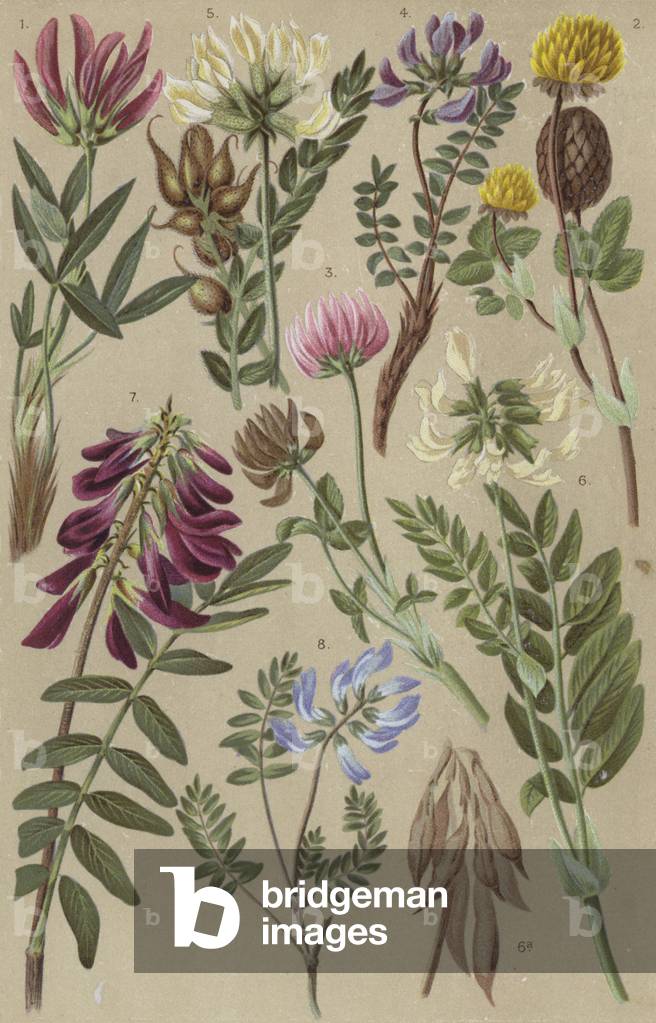Alpine flora (chromolitho)