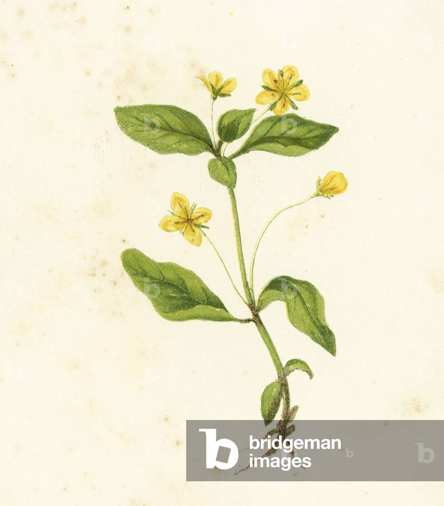 Wood Loosestrife, Lysimachia Nemorum (colour litho)