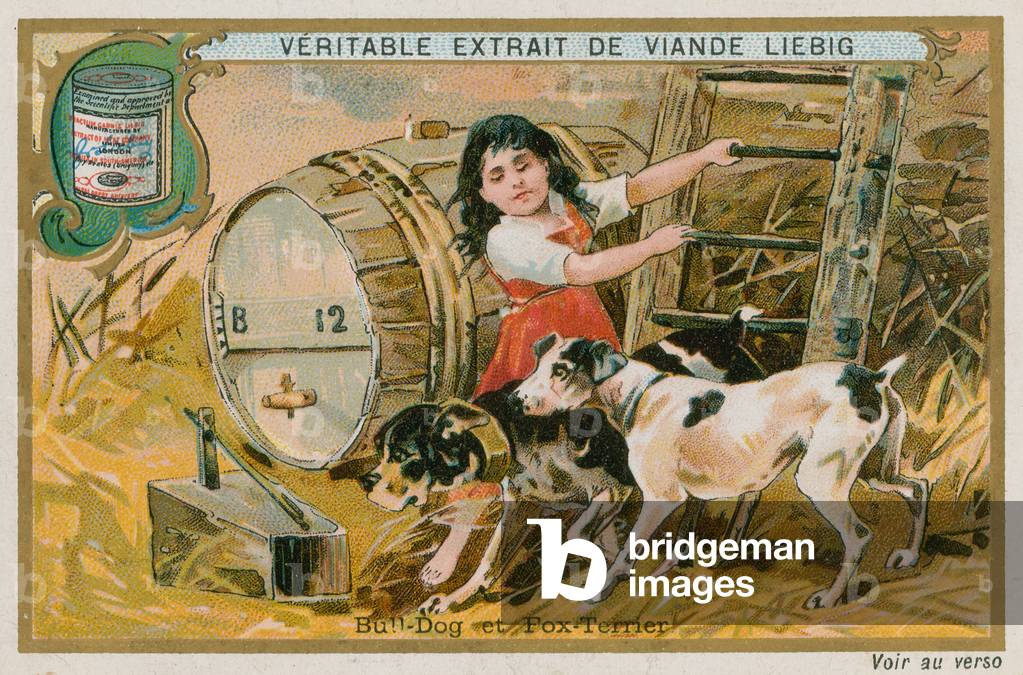 Bulldog and Fox Terrier (chromolitho)