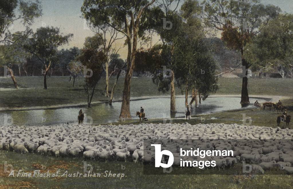 A fine flock of Australian sheep (photo)