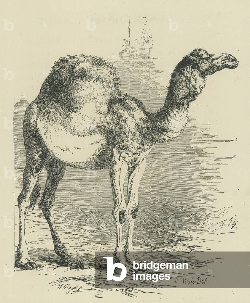The dromedary (engraving)