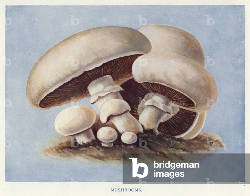 Vegetable Grower's Guide: Mushrooms (colour litho)