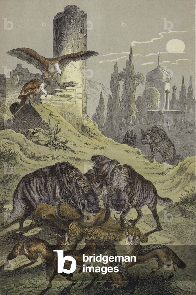 Animals of North Africa (colour litho)
