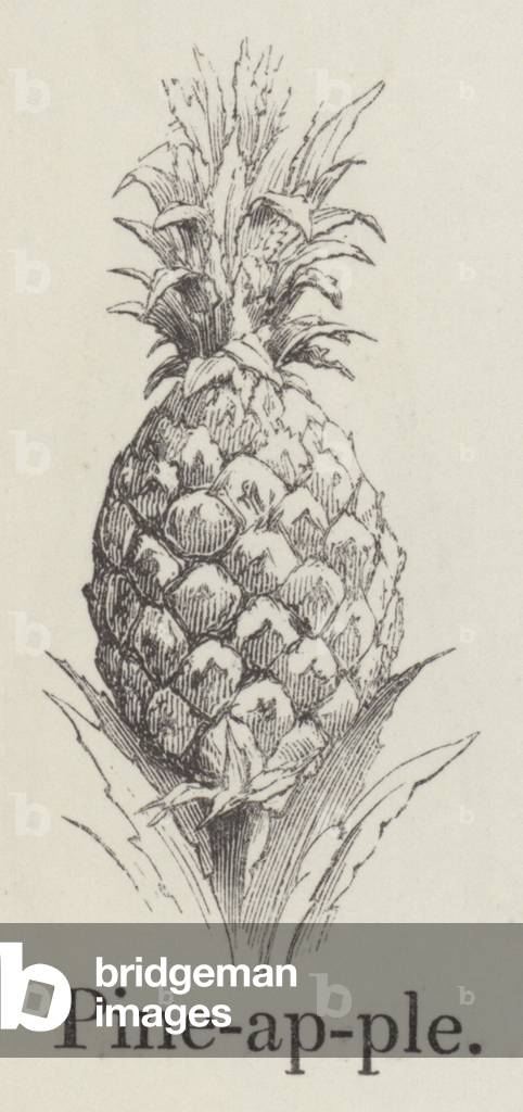Pineapple (engraving)