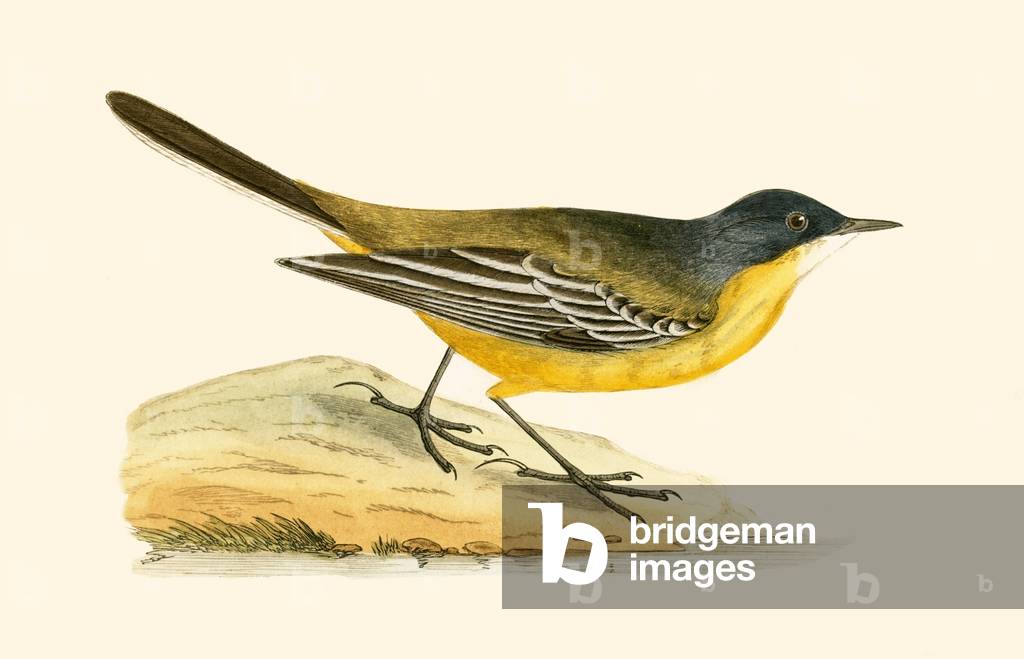 Black Headed Yellow Wagtail, illustration from 'A History of the Birds of Europe Not Observed in the British Isles' by Charles Robert Bree (1811-86), published 1867 (colour litho)