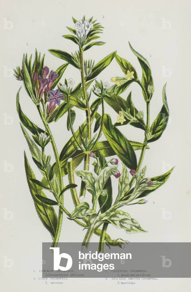 Flowering Plants of Great Britain: Common Gromwell, Corn Gromwell, Creeping Gromwell, Sea Side Smooth Gromwell (colour litho)