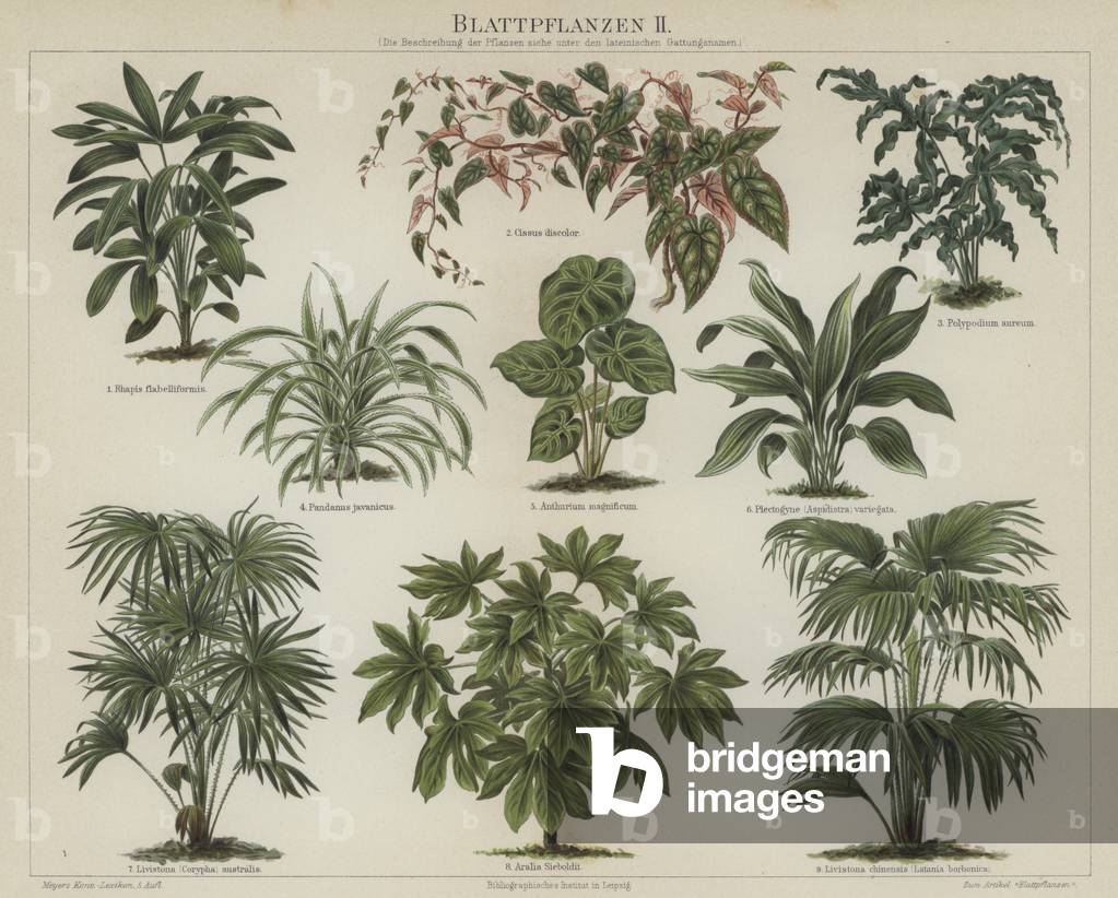 Foliage plants (colour litho)